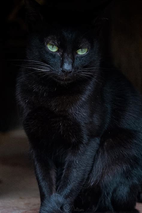 黑猫进屋 客廳窗戶設計